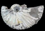 Hoploscaphites (Jeletzkytes) Ammonite - South Dakota #43664-1